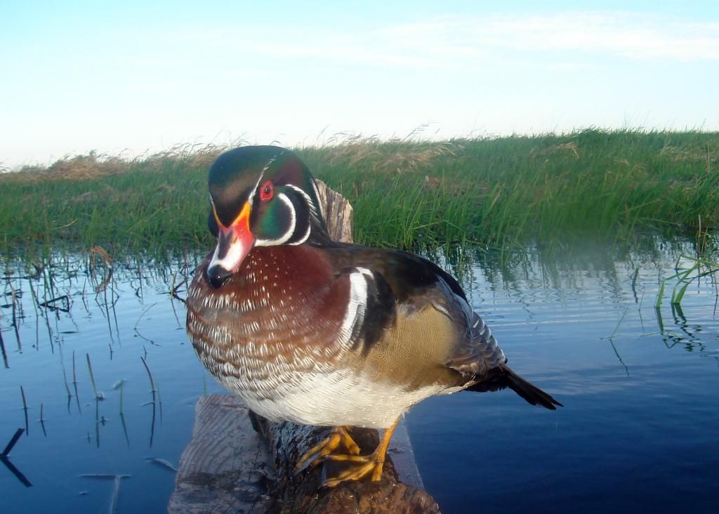 Wood duck trail pics 051210 Duck Hunting Forum